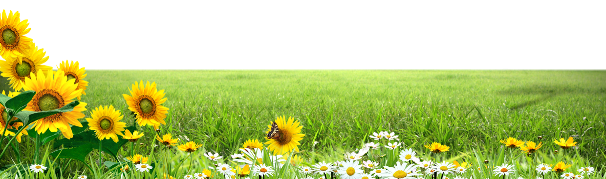 Blumen- und Wiesenmotiv am Seitenende